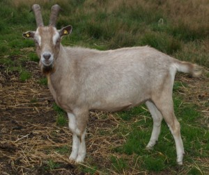 Apr 13 Kid Toggenburg